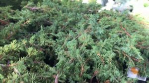 Распродажа Хвойных в Оби! Цены пополам!