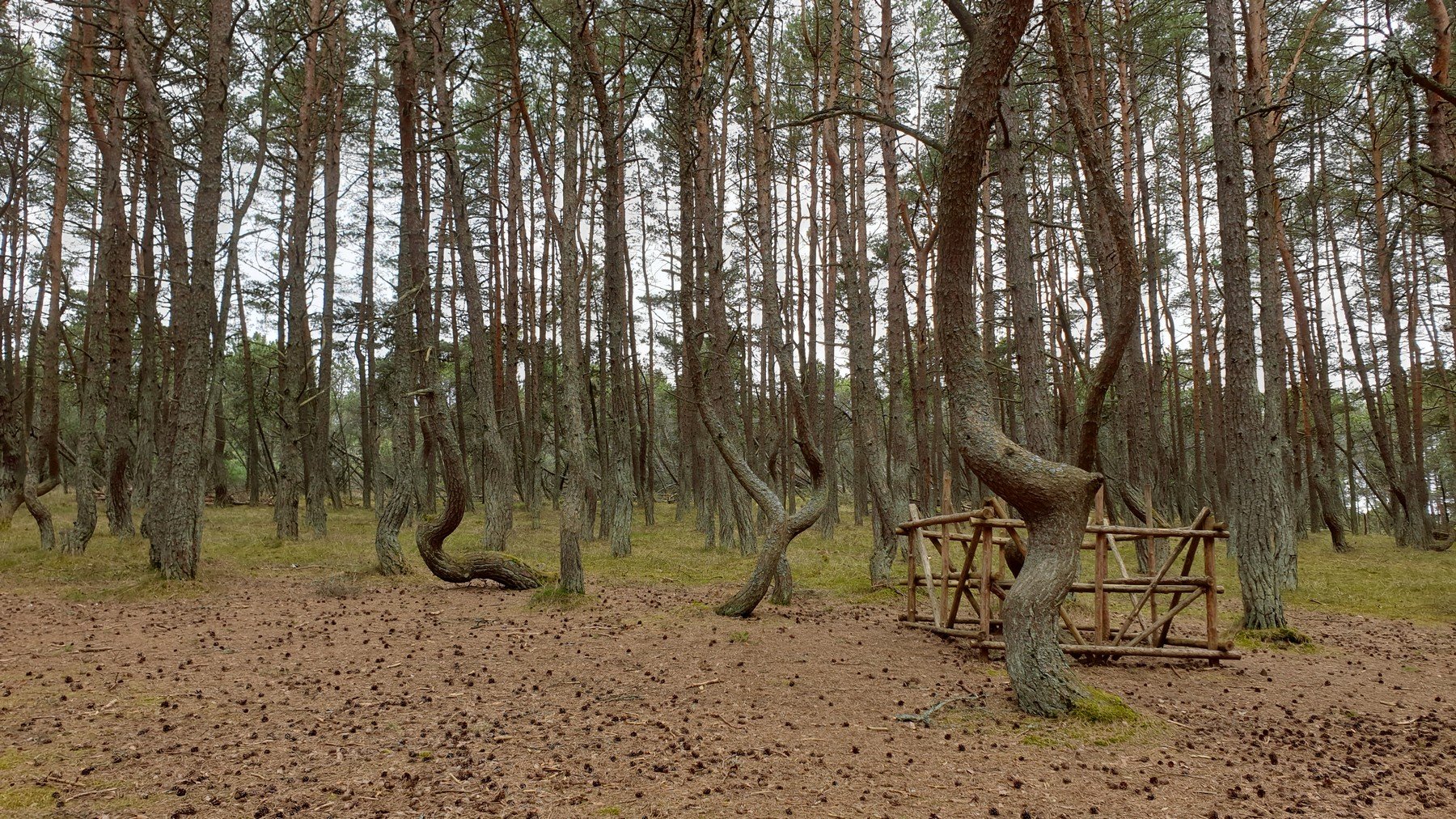 Танцующий лес в Калининграде на Куршской косе