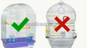 Всё про волнистых попугаях ???Уход , кормление и содержание.