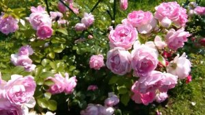 Роза Жасмин