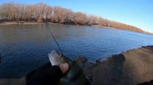 Ловля крупного окуня зимой,12.01.20