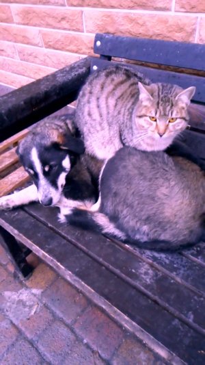Дружба кошки с собакой