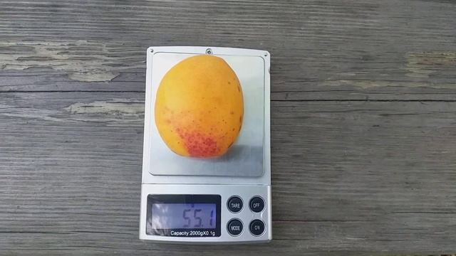 Абрикос сорт Манитоба 604(apricot Manitoba). Вкуснейший абрикос в моей коллекции. Обзор и дегустаци смотреть онлайн