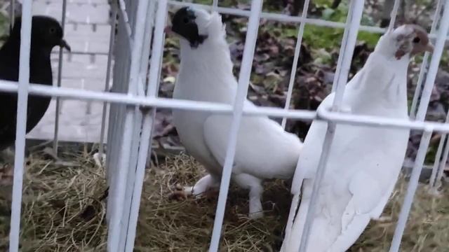 Голуби Лозко Геннадия. Как определить стоимость голубя украинской игровой высоколетные породы?