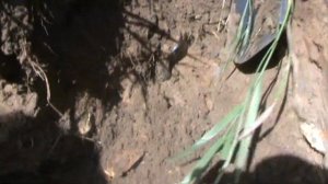 Ищем клад старинных бутылок