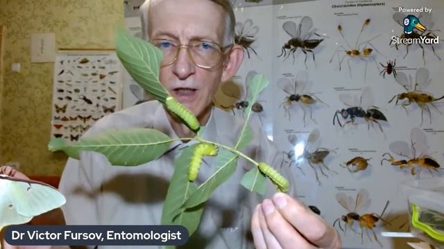 Як розводити нічних метеликів Actias luna, Saturniidae? How to keep and breed Silkmoths at Home?