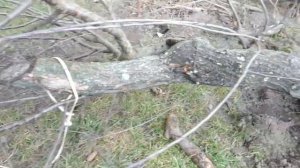 Как выкорчевать старое дерево руками