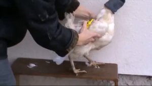 Как вывести вшей и пухопероедов у кур Паразиты у кур