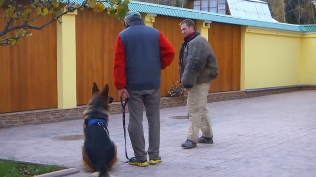 Дрессировка на защиту (ЗКС) немецкой овчарки. Работа с фигурантом