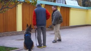 Дрессировка на защиту (ЗКС) немецкой овчарки. Работа с фигурантом