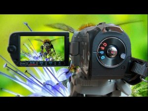 Медоносы «под носом». Фацелия.