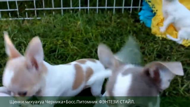 Щенки чихуахуа Черника+Босс.Питомник ФЭНТЕЗИ СТАЙЛ. смотреть онлайн