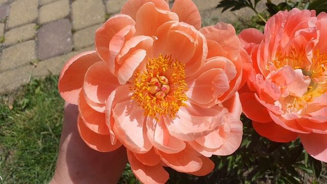Сравнение пионов Корал шарм и Корал Сансет / Comparison of peonies Coral Charm and Coral Sunset смотреть онлайн