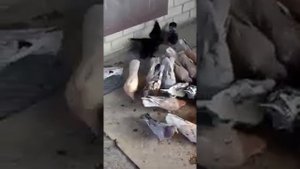 Бакинские голуби мраморные: Продажа +79614616148 whatsapp Павел!