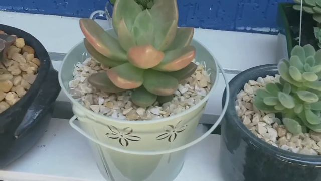 Avocado cream.. a suculenta creme de 🥑+ novidades! смотреть онлайн