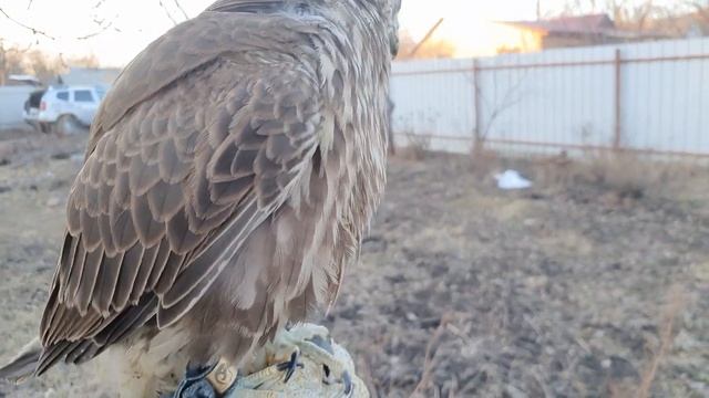КРИК Сокола балобана / Осторожно ГРОМКО / Хищные птицы