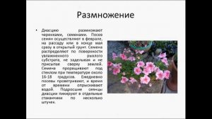 ДИАСЦИЯ