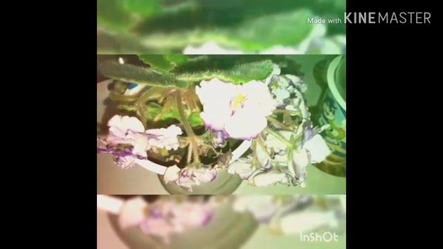 Домашние сенполии