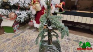 Распаковка. Ель колючая Зе Блюз.