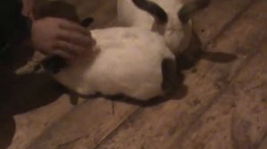 спаривание кроликов.