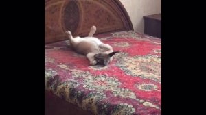 Звуки каракала. Caracal's sounds смешное видео 2015