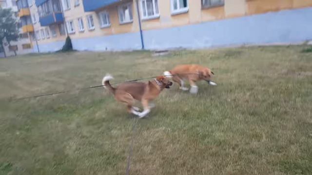 Собаки играют