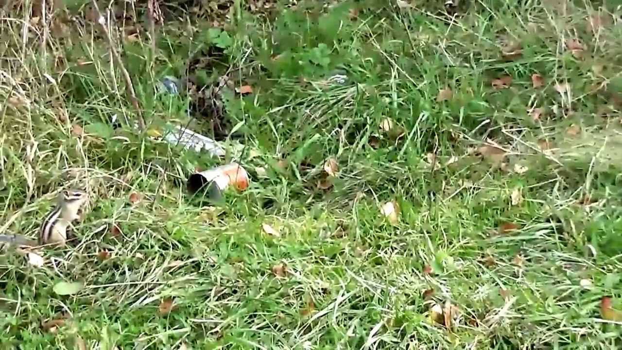 Бурундук наглец смотреть онлайн