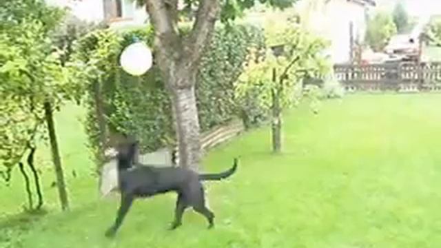 Bryx the debil dog смотреть онлайн