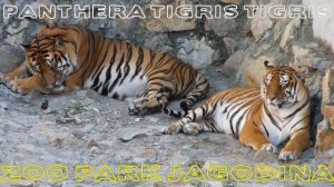 Panthera tigris tigris - ZOO park Jagodina