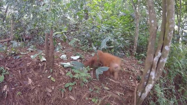 Best moments from Indonesia (Java & Bali) Unbelievable! смотреть онлайн