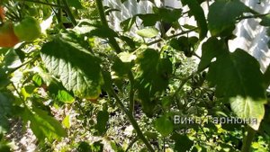 Томат Кишмиш, вот почему исчезает этот томат