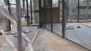 Говорящий ворон в парке ЦПКиО