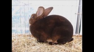 кастор рекс - короткошерстные кролики окраса кастор