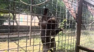 Гамадрил Люся СХВАТИЛА за хвост ПЕТУХА / будни Люси в Тайгане