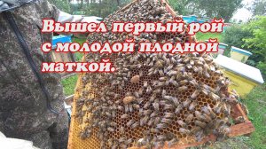 ВЫШЕЛ ПЕРВЫЙ РОЙ С МОЛОДОЙ МЕЧЕННОЙ МАТКОЙ И ЗАСЕЛИЛ, ОСМОТР ОТРОИВШЕЙСЯ ПЧЕЛОСЕМЬИ.
