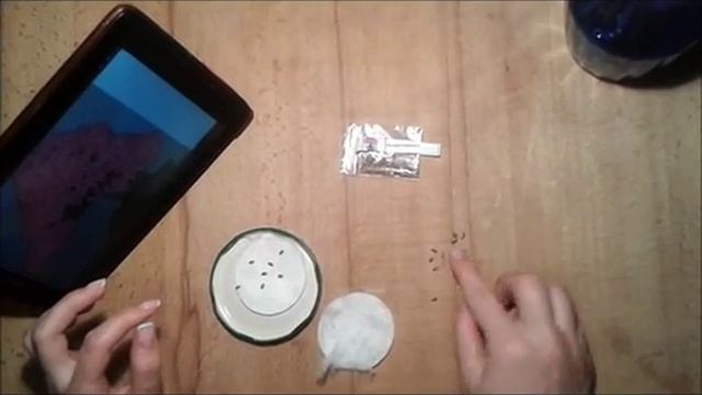 Бонсай Азалия. Часть 1. смотреть онлайн