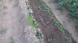 Капельный полив овощей