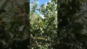 Абрикос Триумф северный, Сардоникс, Голубева