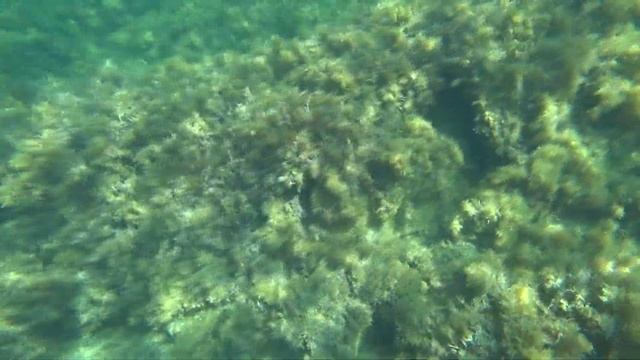 Анапа. Кто говорит море грязное. Смотрите. смотреть онлайн