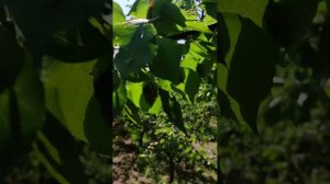 Сорт абрикоса "ЦУНАМИ" 2023 год