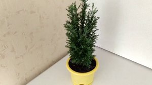 Как сохранить кипарисовик из пятерочки.Что стало с хвойными иголочками? Саженец кипарисовика в дома