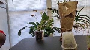 Huge Unboxing of North Shore Tropicals - Anthurium Seedling Starter Pack!!  First Imported Plants!