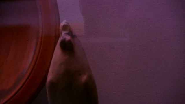 ДРЕВНИЕ ГРЕКИ, ДРЕВНИЕ РИМЛЯНЕ И ДРЕВНИЙ ЕГИПЕТ. Античные артефакты в Одесском Археологическом Музе