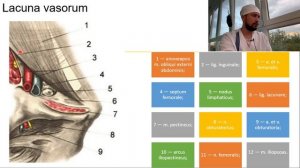 Бедренные грыжи. Хирургическая анатомия. Опасность, ошибки, нюансы. Бедренный канал, треугольник.