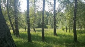 Гуляем в тишине под пение птиц и стрекотание кузнечиков. Природа Орловской области: луг и лес.