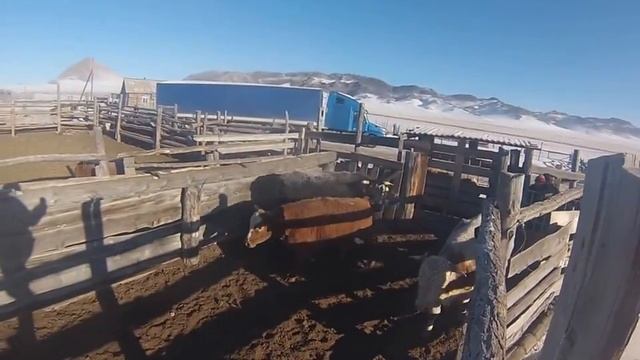 Бычки мясных пород смотреть онлайн