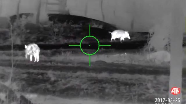 Слежка за кабанами - тепловизор ATN MARS HD 640 2.5-25x смотреть онлайн