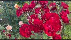 Роза полуплетистая № 47. Питомник растений Е. Иващенко