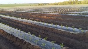 Успели высадить рассаду перца до дождей.