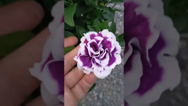 Новинка ампельной петунии. Своя селекция #петуния #newpetunia
